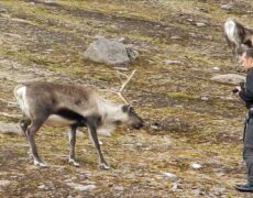 Explora los Encantos de la Granja de Renos de Cairngorms en Escocia: Una Experiencia de Turismo Única